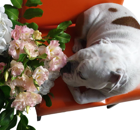 LITTLE MISS DAISY | POSY