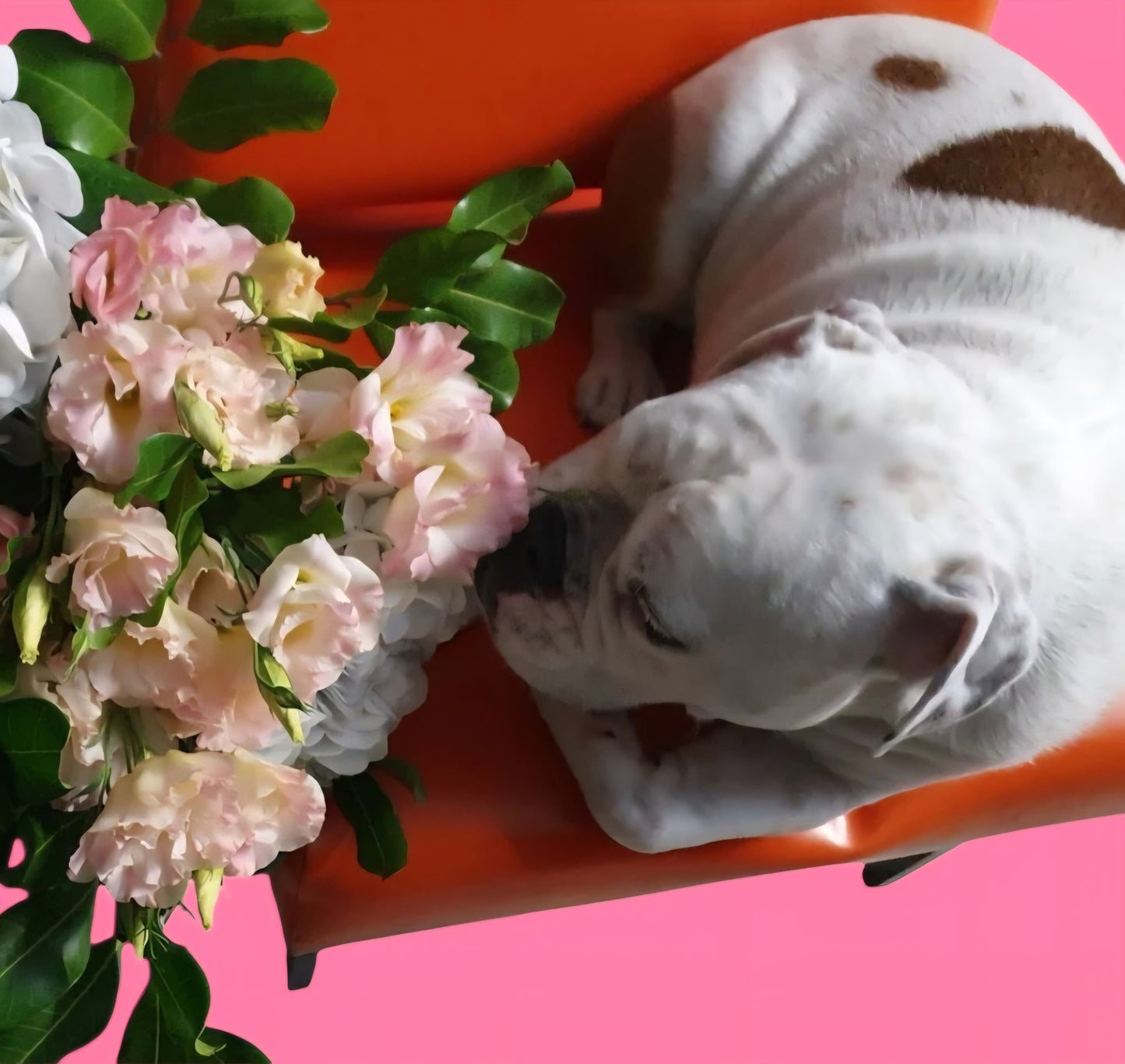 THE DAISY | POSY